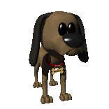 Anim