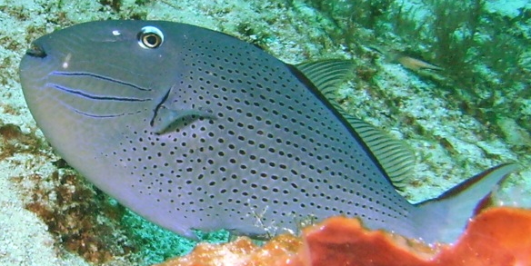 Ph