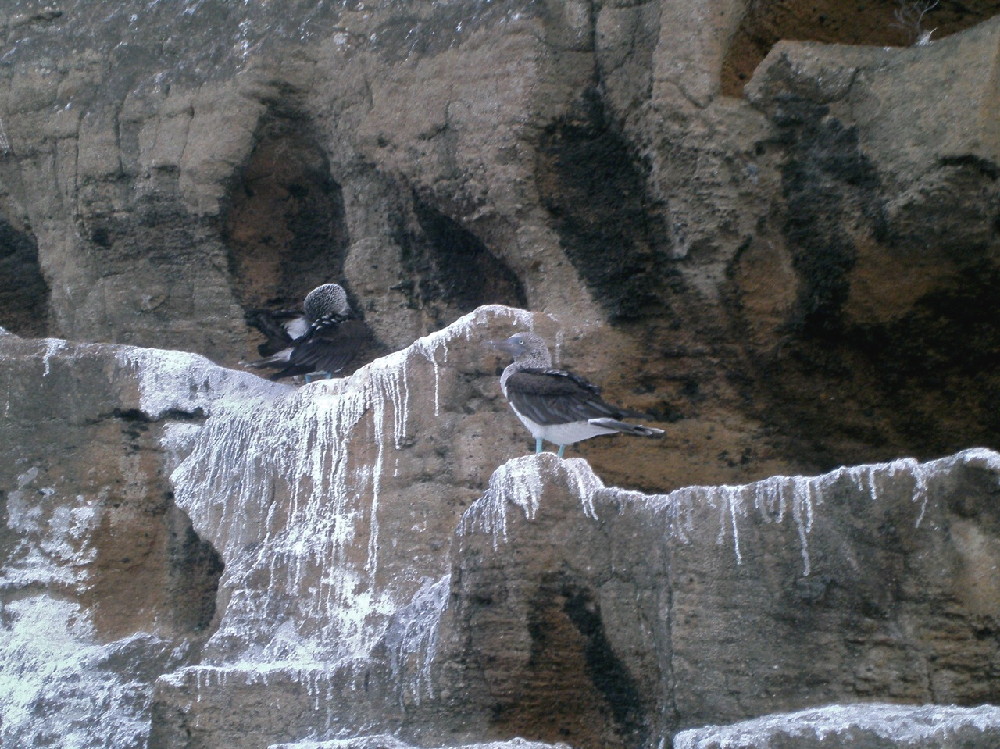 GALAPAGOS