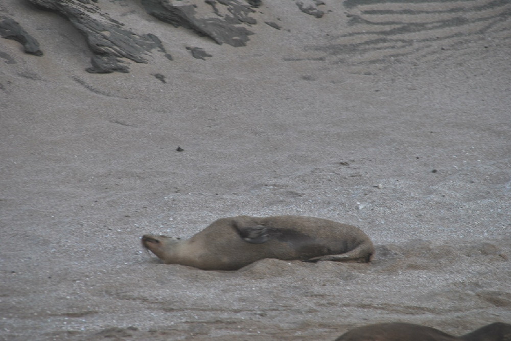 GALAPAGOS
