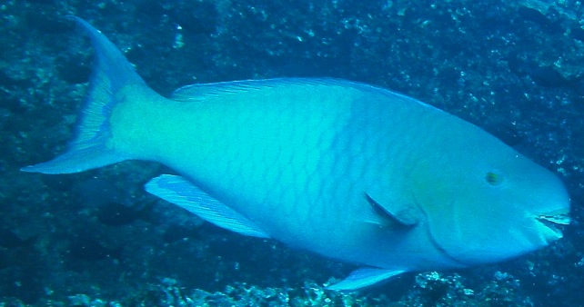 GALAPAGOS