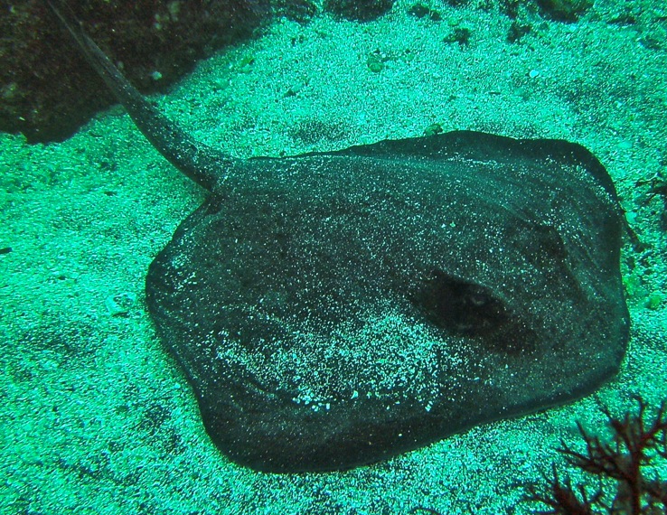 GALAPAGOS