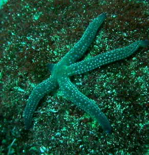 GALAPAGOS