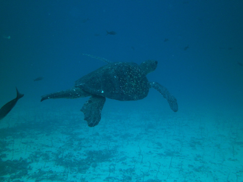 GALAPAGOS