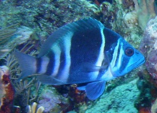 Ph