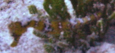 Ph