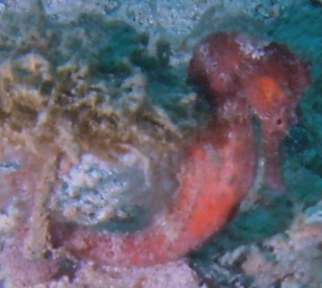 Ph