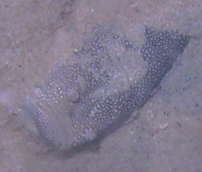 Ph