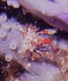 Ph