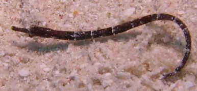 Ph