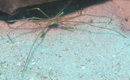 Ph