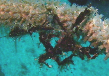 Ph