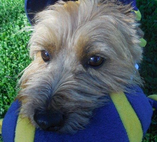 LILY