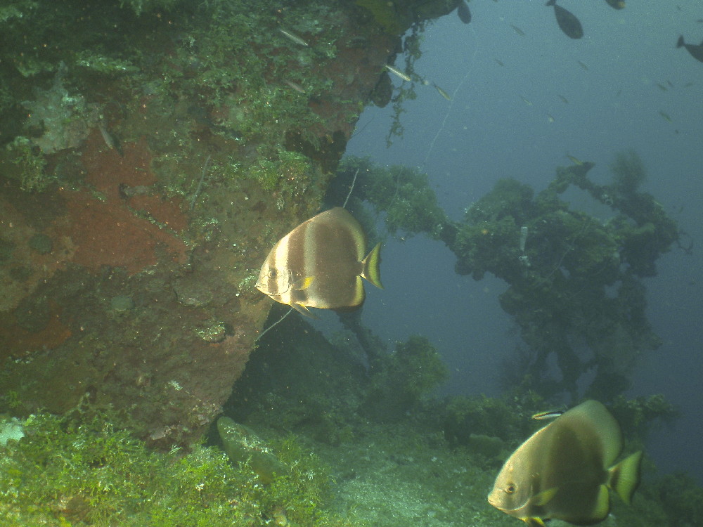 MICRONESIA