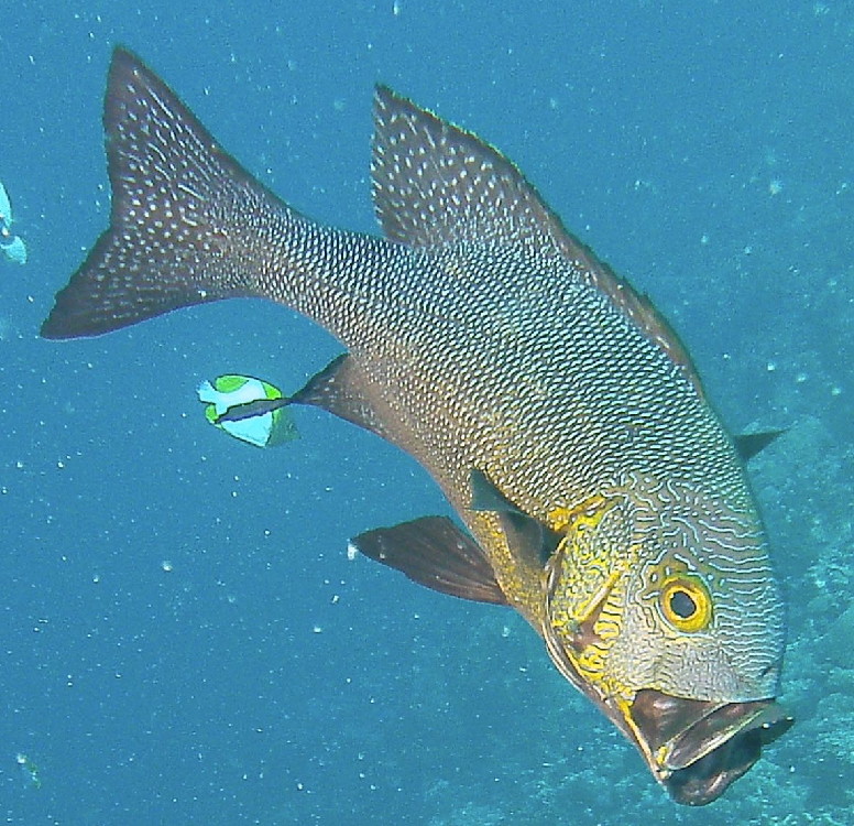 MICRONESIA