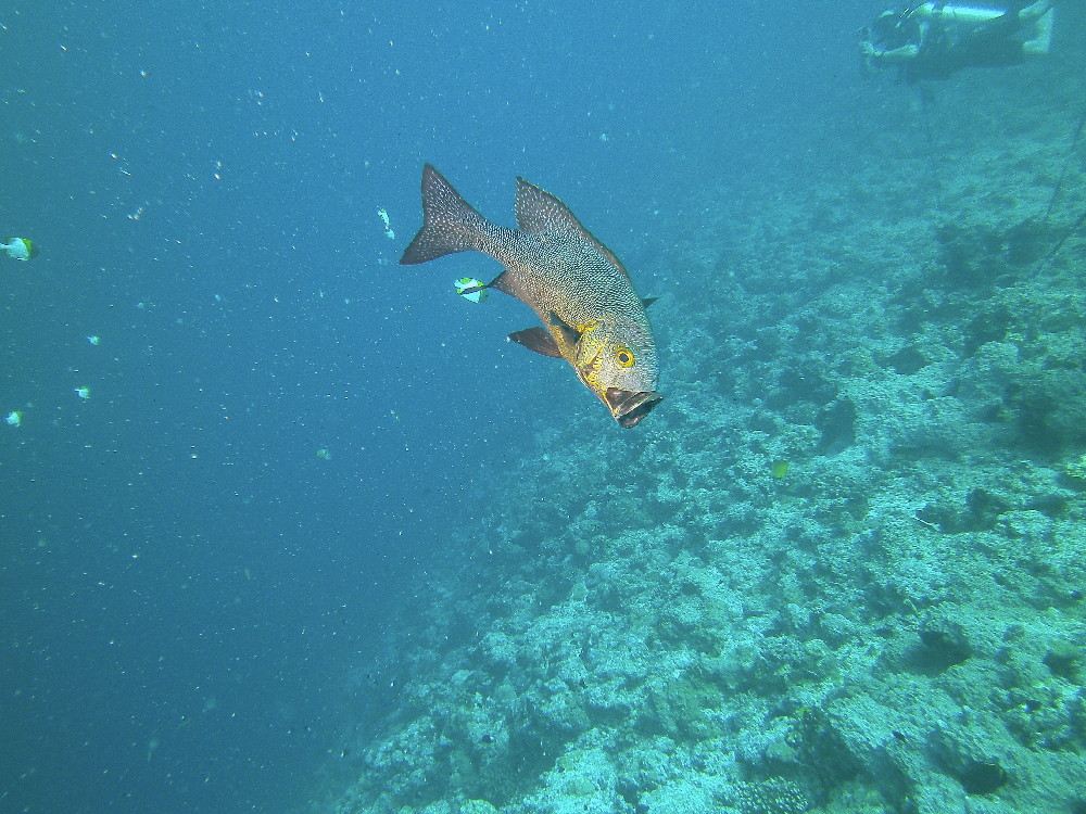 MICRONESIA