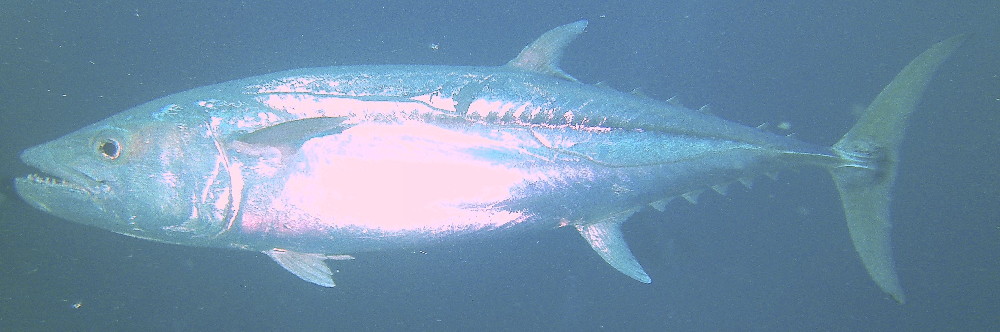 MICRONESIA