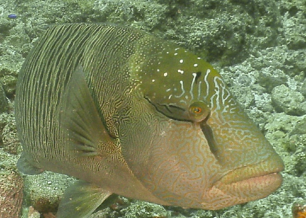 MICRONESIA