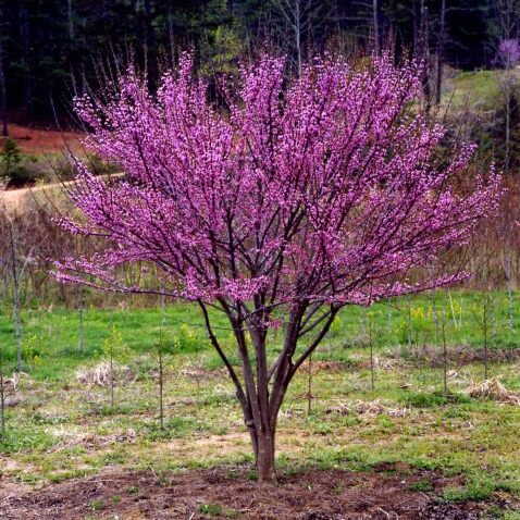 REDBUD