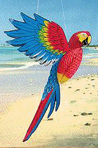 Parrot