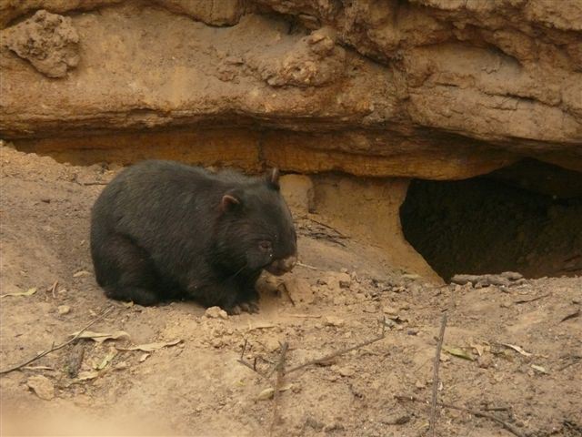 Wombat